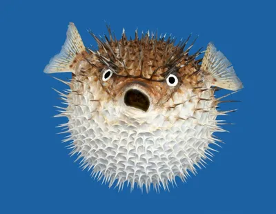 https://animals.pibig.info/8710-jadovitaja-ryba-fugu.html