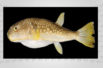 Новый вид ядовитой рыбы фугу открыли ученые у берегов Сахалина -  SakhalinMedia