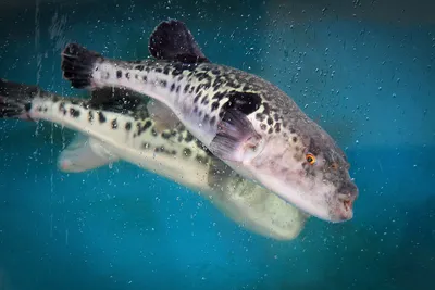 Рыба фугу — самый экстремальный и ядовитый деликатес в мире - Сайт о  путешествиях