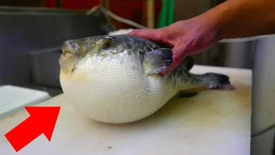 Рыба Фугу: как выглядит ядовитая рыба, фото с описанием, где обитает