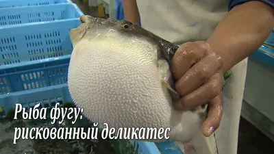 Рыба фугу: рискованный деликатес / Fugu-fish: risky Japanese delicacy / フグ  - YouTube