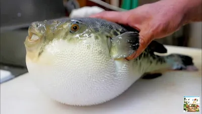 Рыба ФУГУ, Обработка для Сашими / PUFFER Fish Make SASHIMI / ЯПОНИЯ  Морепродукты _ Full-HD.mp4 - YouTube