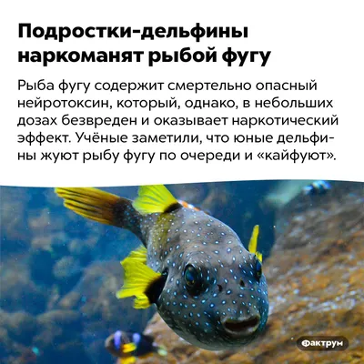 Интересные факты о рыбах фугу