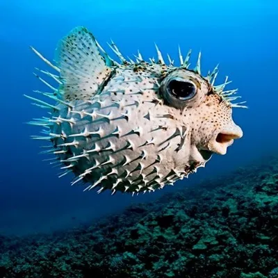 https://animals.pibig.info/8710-jadovitaja-ryba-fugu.html