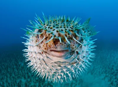 Как выглядит рыба-шар (фугу)? Фото и интересные факты | Animals, Marine  animals, Ocean creatures