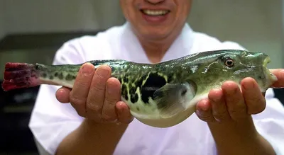 Японцы «отредактировали» опасную рыбу фугу Деликатес станет дешевле -  Новости ☆ Токио, Япония - интересные статьи о странах мира ПЕРСПЕКТИВА