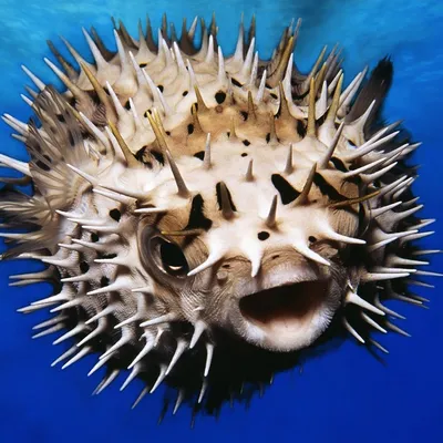 https://animals.pibig.info/8710-jadovitaja-ryba-fugu.html