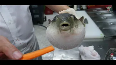 Мемы про рыбу фугу (47 фото) » Юмор, позитив и много смешных картинок
