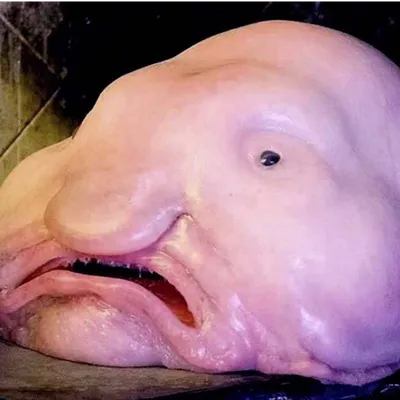 Рыба-капля (психролют): как выглядит, фото под водой, картинки унылой рыбы