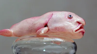 Рыба-капля (психролют): как выглядит, фото под водой, картинки унылой рыбы