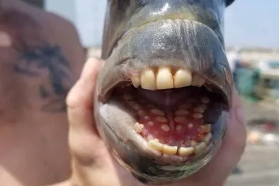 Необычная рыба с человеческими зубами напугала американцев - Рамблер/финансы