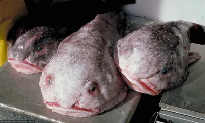 Экзотическая рыба Капля | STENA.ee