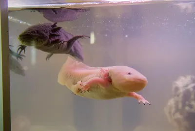 ВИДЕО: Рыба-капля стала символом защиты уродливых животных - Бублик