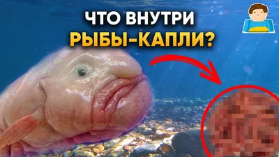 Рыба капля (грустная рыба) — как выглядит под водой, описание, фото, где  обитает