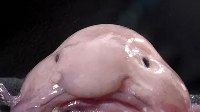 Рыба-капля признана самым уродливым животным — РБК