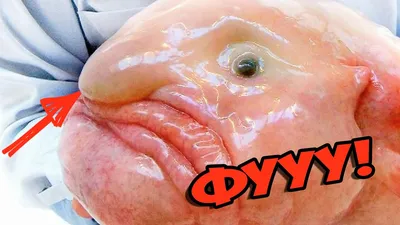 Рыба капля (грустная рыба): как выглядит в воде рыба сопля, психролют,  blobfish
