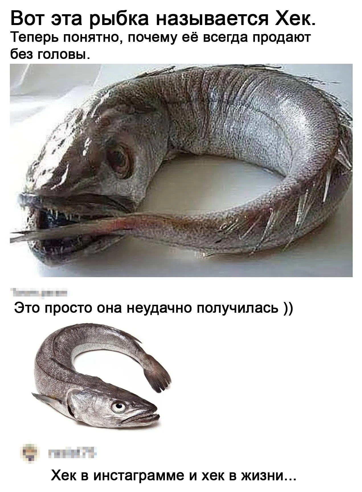Почему рыба без головы. Рыба которая продается без головы. Страшная рыба которую продают.