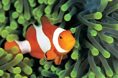 Красивая аквариумная рыбка под водой | Обои для телефона
