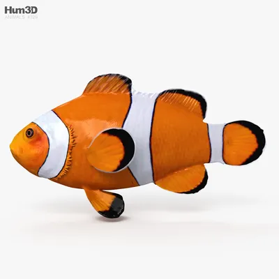Рыба-клоун 3D модель - Животные на Hum3D