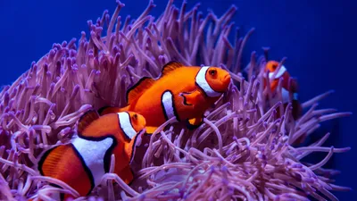 Скачать 1920x1080 рыба клоун, рыба, кораллы, риф, вода обои, картинки full  hd, hdtv, fhd, 1080p