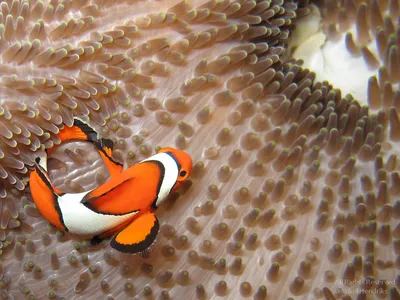 Рыба клоун (лат. Amphiprioninae) , фотографии рыбы клоуна