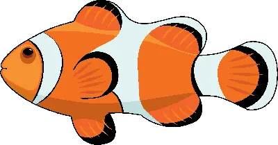 Картинка рыбка клоун - 72 фото