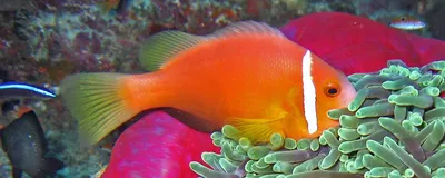 Мальдивская рыба клоун (Amphiprion nigripes). Фото, Видео.