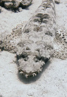 Рыба крокодил фотографии