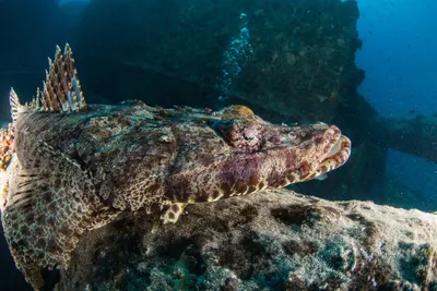 Фотография рыба-крокодил, или плоскоголов ( Papilloculiceps longiceps  )Египет, Красное море | Фотобанк ГеоФото/GeoPhoto | GetImages Group