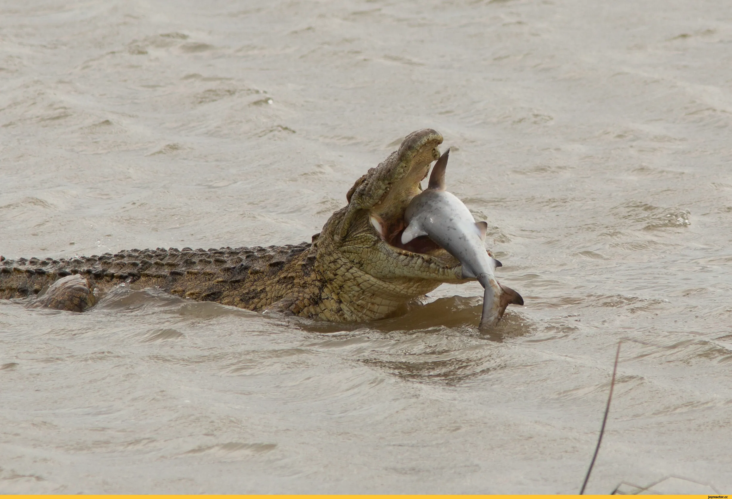 Змея крокодил акула. Гребнистый крокодил. Гребнистый крокодил против акулы. Гребнистый крокодил в Австралии. Тупорылый крокодил крокодил.