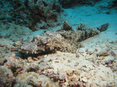 Красный Морской Крокодил Рыбы Flathead — стоковые фотографии и другие  картинки Crocodile Рыба - Crocodile Рыба, Без людей, Горизонтальный - iStock