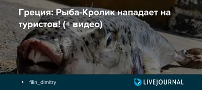 Кролик Рыба — стоковые фотографии и другие картинки Rabbitfish -  Rabbitfish, Водный организм, Горизонтальный - iStock