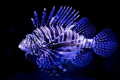 Рыбы Лев Рыба Морская Pterois - Бесплатное фото на Pixabay - Pixabay