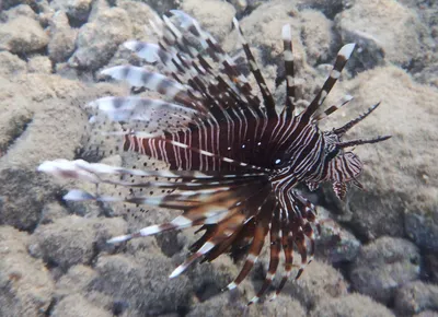 Лев-рыба, крылатка (Pterois volitans)