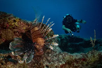 File:Rotfeuerfisch.Pterois volitans.Рыба-зебра, рыба-лев DSCF0143WI.jpg -  Wikimedia Commons