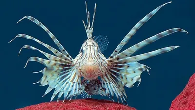 Лев Рыба Морская Аквариум - Бесплатное фото на Pixabay - Pixabay