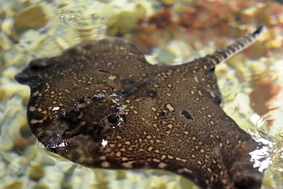 🚩 Как выглядит рыба черноморская лиса: описание, питание, среда обитания