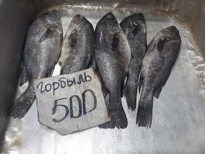 Рыбы Черного моря - Обучение подводной охоте - Pro-Club