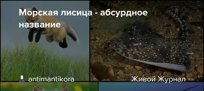 VLOG reef tank 400L. Центропиг биколор. Рыба лиса. Грунт. - YouTube