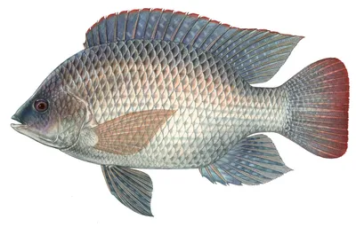 Рыбы в Малайзии. Морские. — 2 ТАРЕЛКИ | кулинария, рецепты, блюда,  пошаговые фото, поиск по ингредиентам