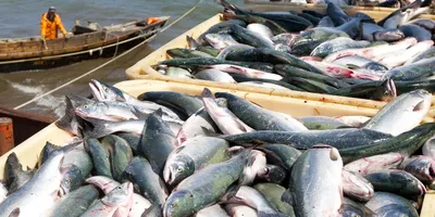 жареная морская бас-рыба с чесноком Стоковое Изображение - изображение  насчитывающей еда, сварено: 225598349