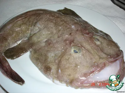 Ред снеппер (red snepper) охлажденный (Индийский океан) вес рыбы 1,5-2,5 кг  - купить по цене: 2200 руб./кг в интернет-магазине \"РыбоедовЪ\"