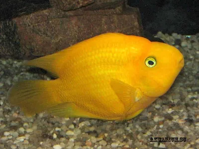 Рыба-попугай (Red Parrot Cichlid)