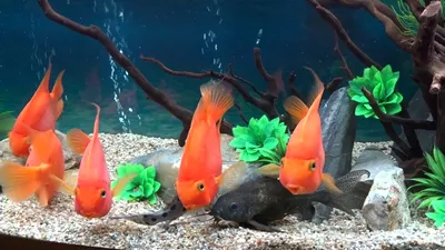 Рыба-попугай (Red Parrot Cichlid) | Справочник аквариумиста