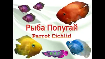 Попугай синий тигровый - Cichlasoma sp. [гибрид] (S)