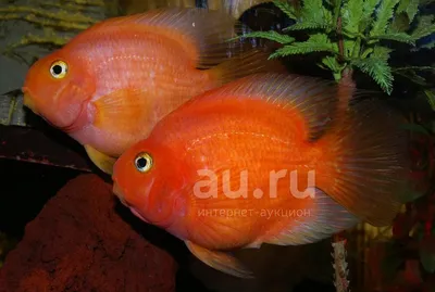 Цихлида попугай (Pelvicachromis pulcher) | Aquarium-Style