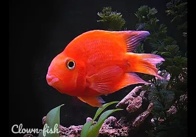 САПФИРОВЫЙ ПОПУГАЙ или ГОЛУБАЯ ПАНДА размер M рыбка для аквариума/Cichlid  Blue Panda Parrot/ | Зоомагазин \"Зоо сити\"