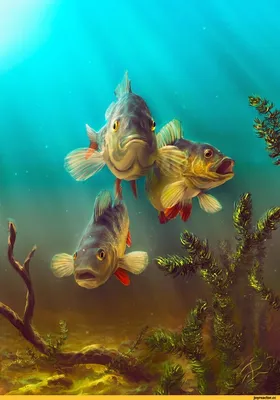 щука :: окунь :: animal art :: Alex Rommel :: рыба :: art (арт) / смешные  картинки и другие приколы: комиксы, гиф анимация, видео, лучший  интеллектуальный юмор.