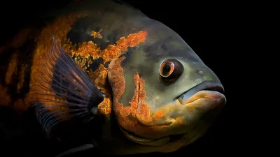 Обои Мощная рыба, картинки - Обои для рабочего стола Мощная рыба фото из  альбома: (животные)