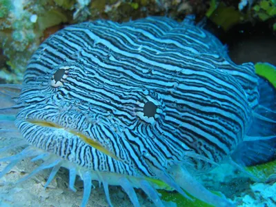 Обои для рабочего стола Сине-бирюзовая рыба маскируется под коралл фото -  Раздел обоев: Жизнь под водой